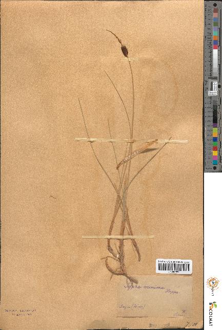 spécimen de Typha minima