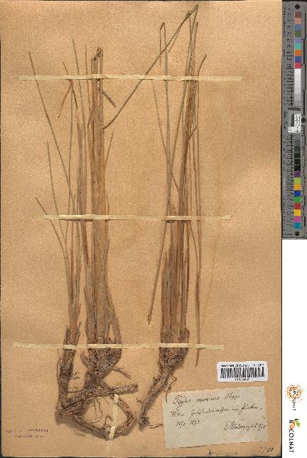 spécimen de Typha minima