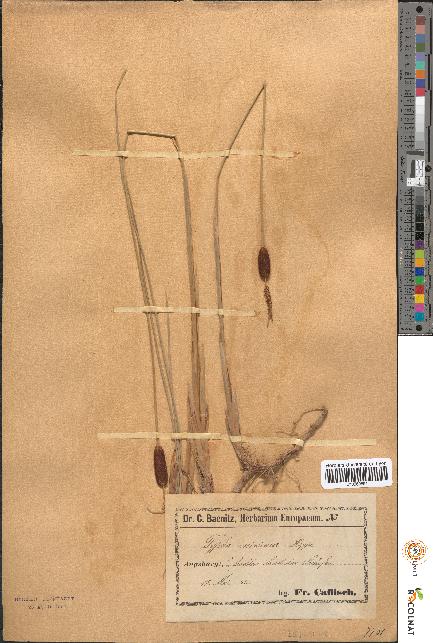 spécimen de Typha minima