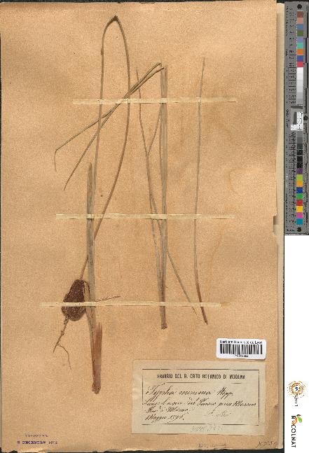 spécimen de Typha minima
