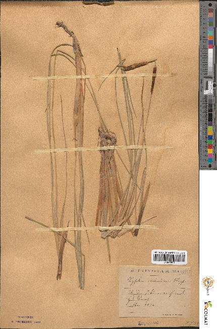 spécimen de Typha minima