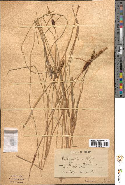 spécimen de Typha minima