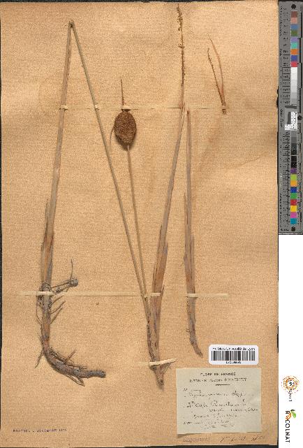 spécimen de Typha minima