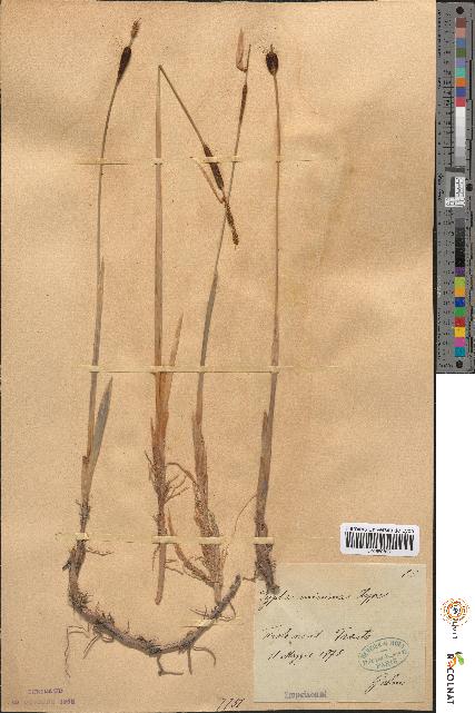 spécimen de Typha minima