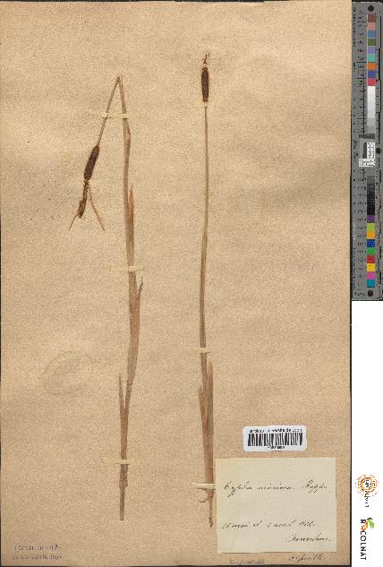 spécimen de Typha minima