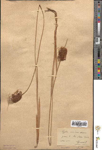 spécimen de Typha minima