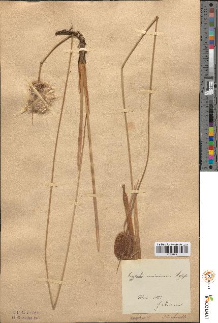 spécimen de Typha minima