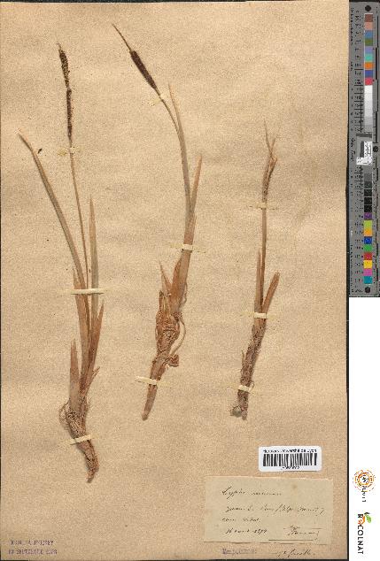 spécimen de Typha minima