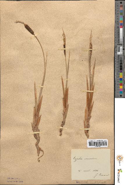 spécimen de Typha minima