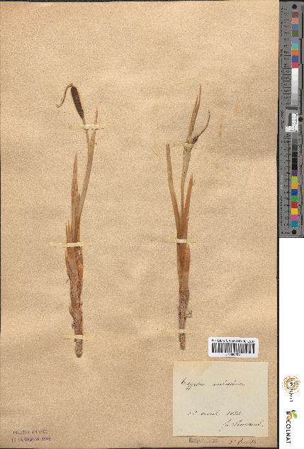 spécimen de Typha minima