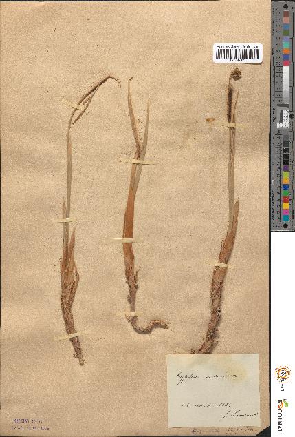 spécimen de Typha minima