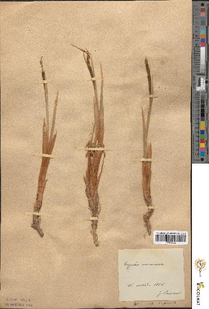 spécimen de Typha minima