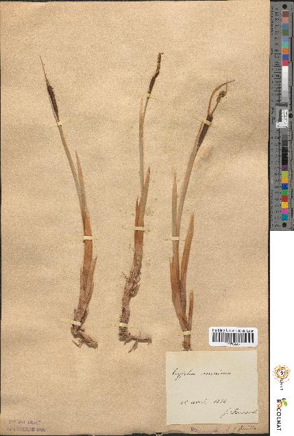 spécimen de Typha minima