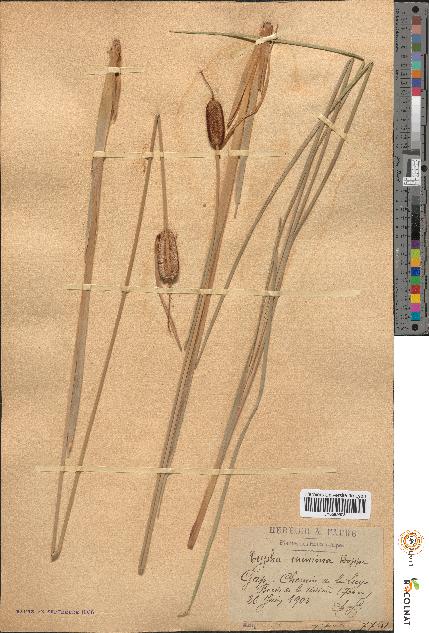 spécimen de Typha minima