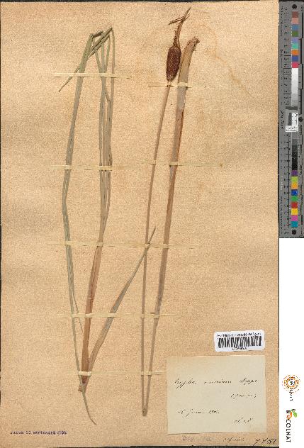 spécimen de Typha minima