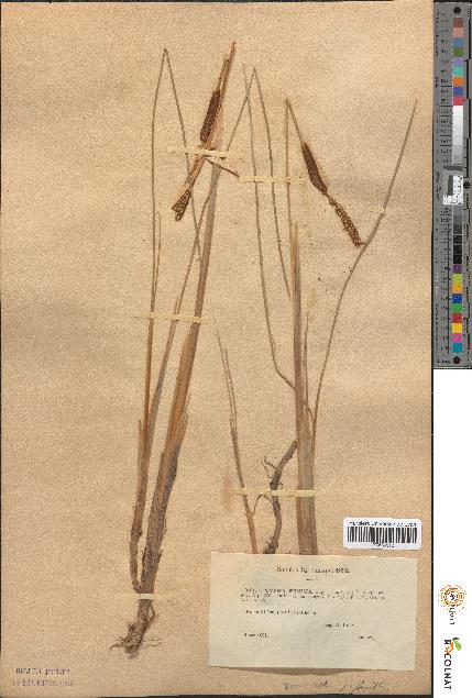 spécimen de Typha minima