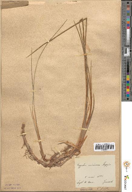 spécimen de Typha minima