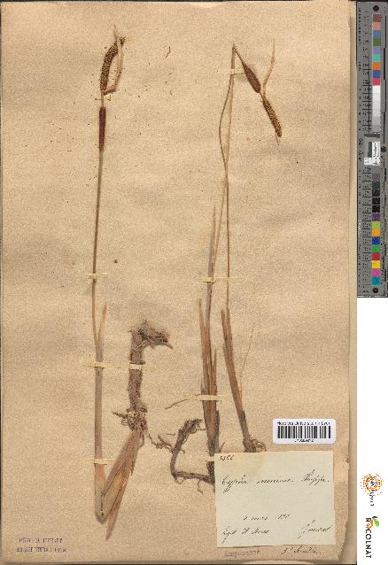 spécimen de Typha minima