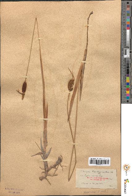 spécimen de Typha minima