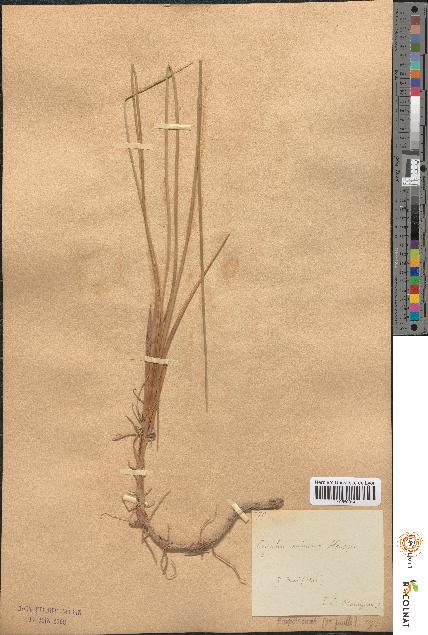 spécimen de Typha minima