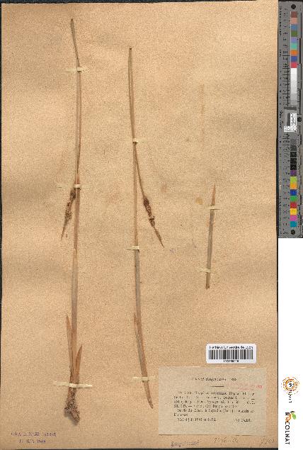 spécimen de Typha minima