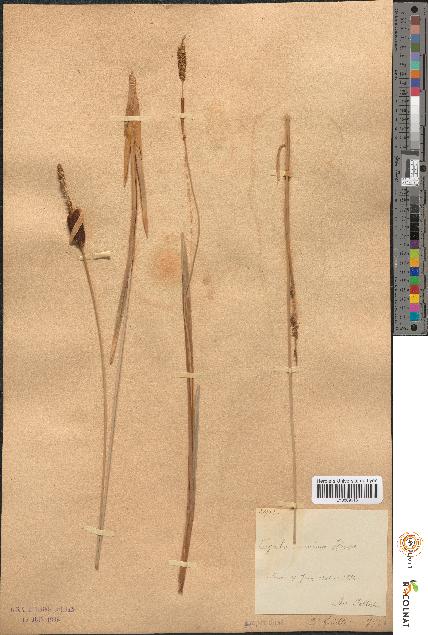 spécimen de Typha minima