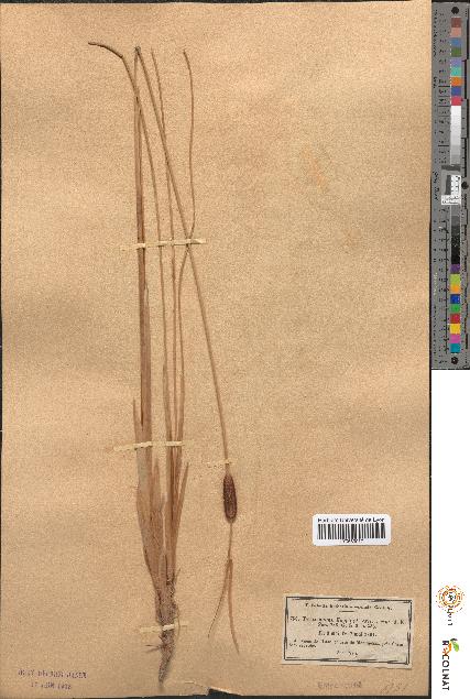 spécimen de Typha minima