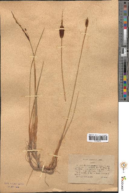 spécimen de Typha minima