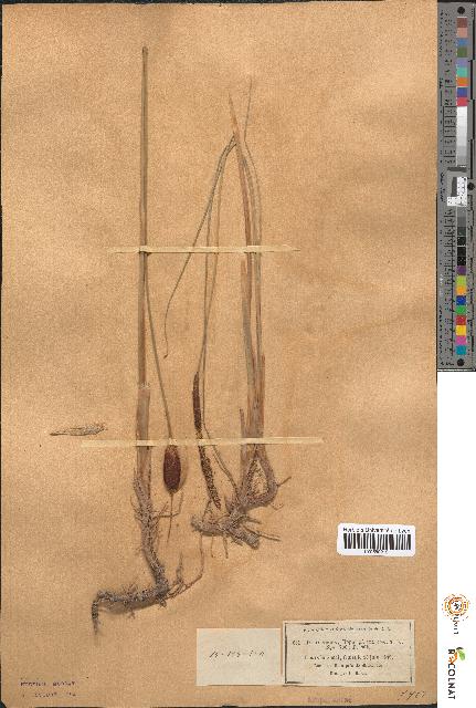 spécimen de Typha minima