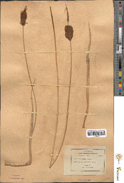 spécimen de Typha minima