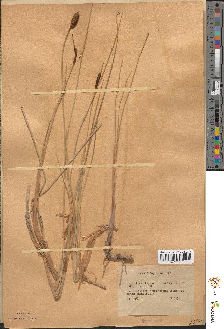 spécimen de Typha minima
