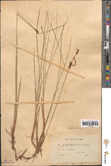 spécimen de Typha minima