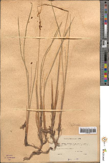 spécimen de Typha minima
