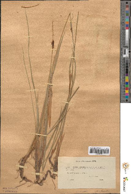 spécimen de Typha minima