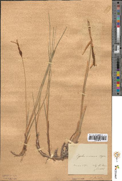spécimen de Typha minima
