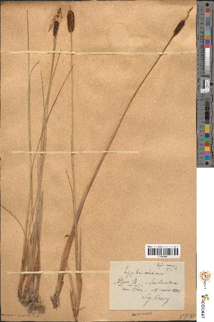 spécimen de Typha minima