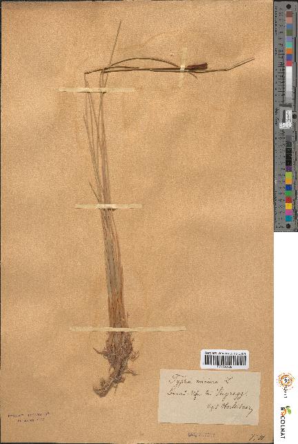 spécimen de Typha minima