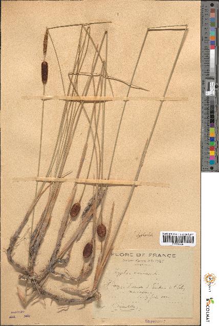 spécimen de Typha minima