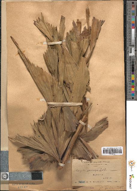spécimen de Caryota cumingii