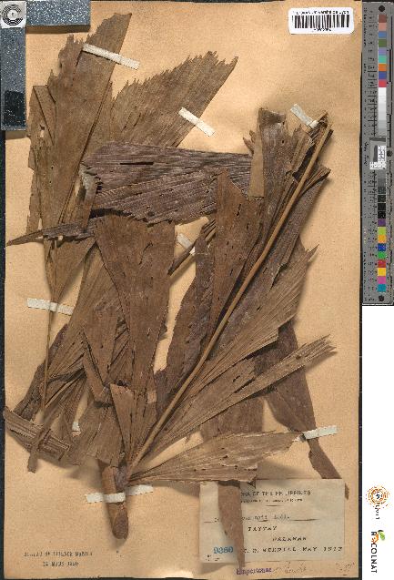 spécimen de Caryota cumingii