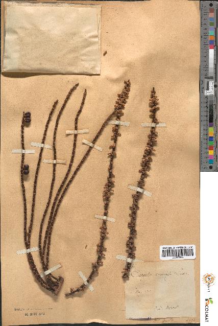spécimen de Caryota cumingii