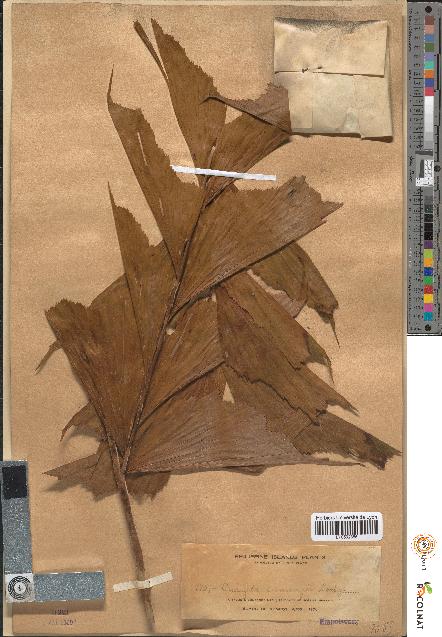 spécimen de Caryota cumingii
