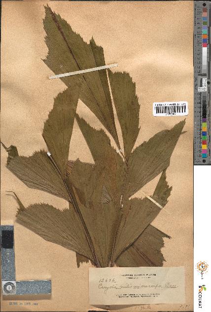 spécimen de Caryota mitis microcarpa