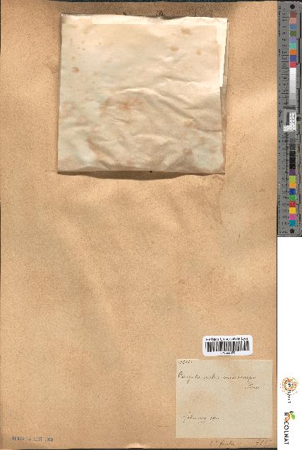 spécimen de Caryota mitis microcarpa