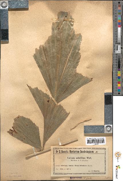 spécimen de Caryota sobolifera