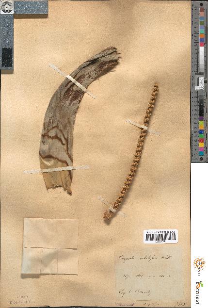 spécimen de Caryota sobolifera