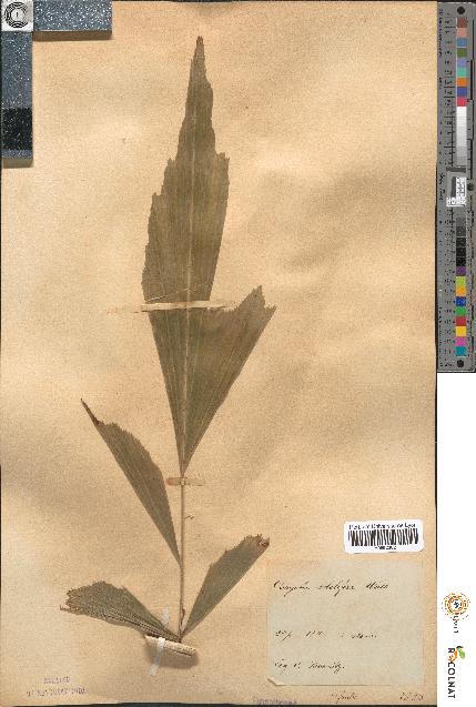 spécimen de Caryota sobolifera