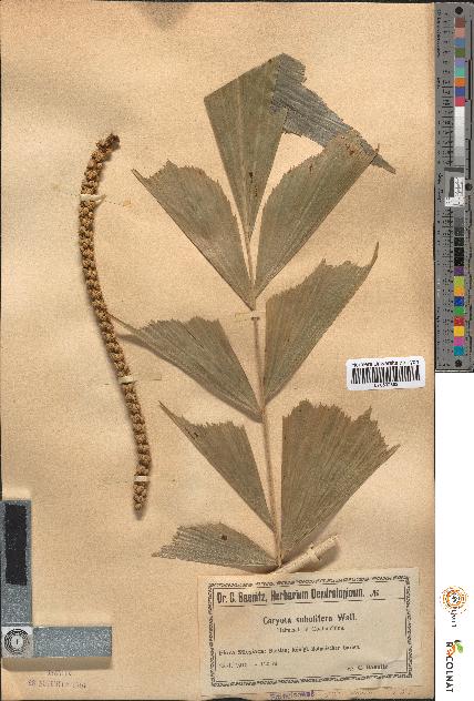 spécimen de Caryota sobolifera