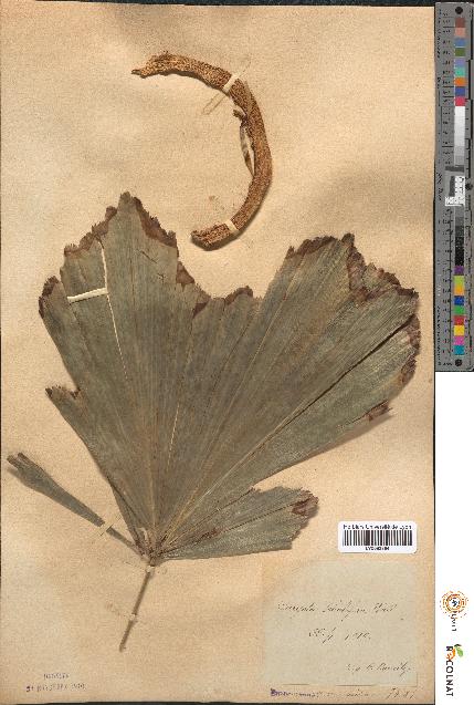 spécimen de Caryota sobolifera