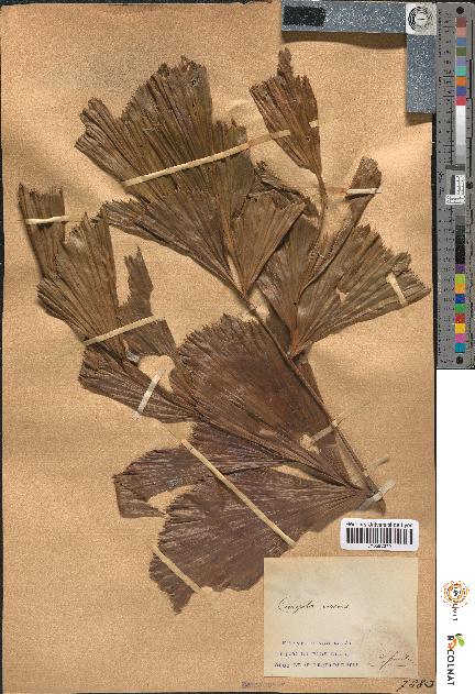 spécimen de Caryota urens